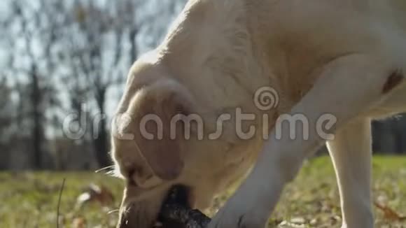 明亮的拉布拉多猎犬在户外草地上缓慢地玩木棍不同意见视频的预览图