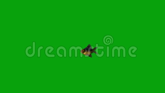 带绿色屏幕背景的黑色沼鱼游泳视频的预览图
