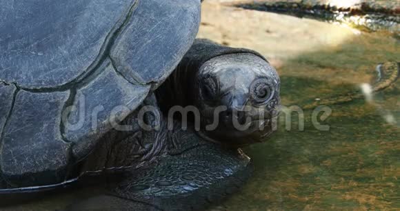 居里埃斯岛上的奥达布拉巨龟奥达布拉切利斯吉甘特亚视频的预览图