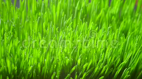 碧草带晨露新鲜的绿叶草带着露珠靠近视频的预览图