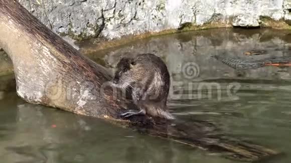 coypumyocastorcoypus又称河鼠或nuttera是一种大型的食草的半食类的啮齿动物也是唯一的家庭成员视频的预览图