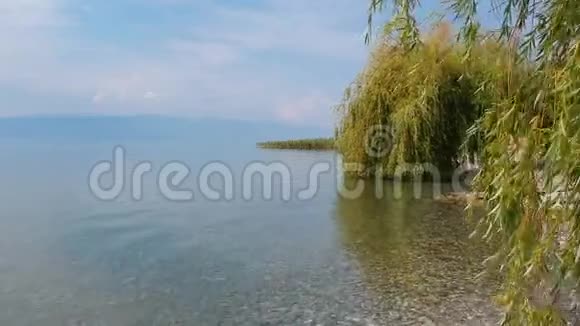 湖边垂柳空中拉回奥赫里德马其顿北部视频的预览图