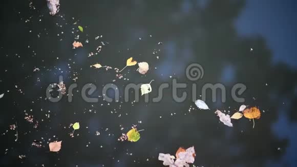 叶落在水面上视频的预览图