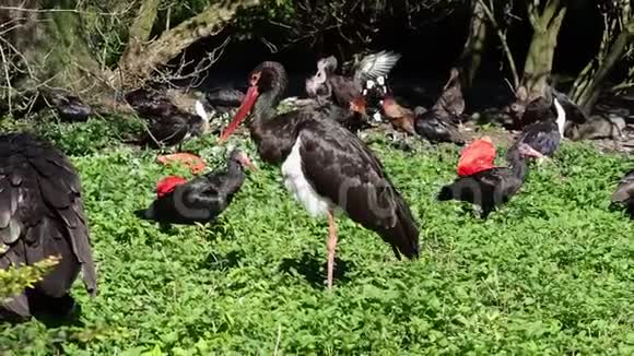黑鹳黑鹳科大型鸟类视频的预览图