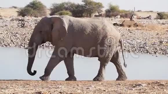 非洲非洲象Loxodontaafricana正在非洲纳米比亚Etosha国家公园的一个水坑里饮水视频的预览图