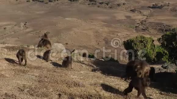非洲埃塞俄比亚西米恩山国家公园视频的预览图
