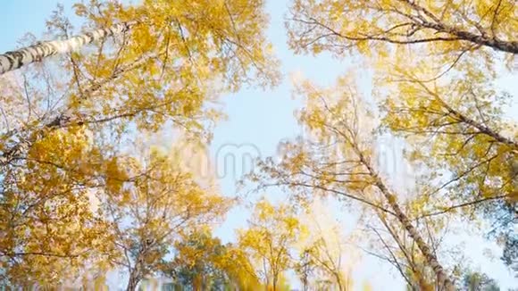 阳光明媚的秋天森林日落时公园里的黄红色树木视频的预览图