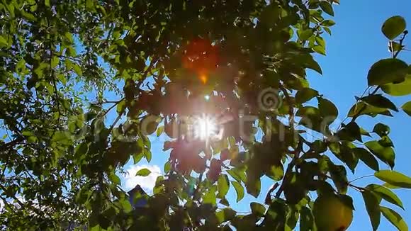 梨树夏日花园视频的预览图