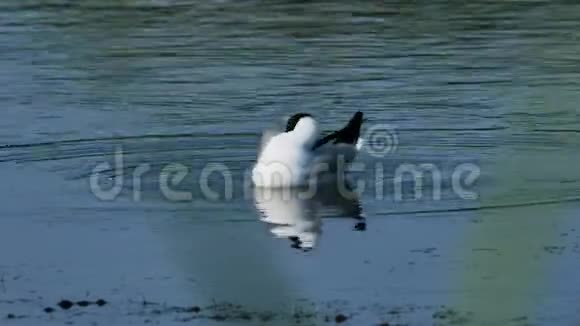 地中海海鸥法国卡马尔格视频的预览图