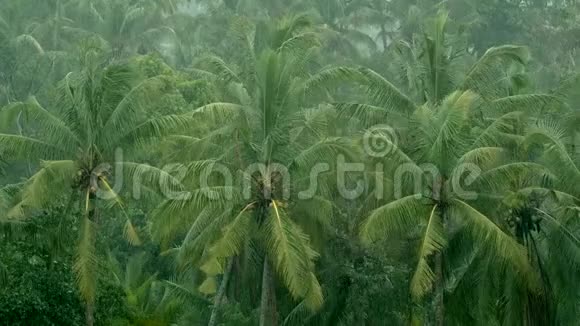 巴厘岛热带雨林中的雨印度尼西亚手掌在雨中雨水的手掌视频的预览图