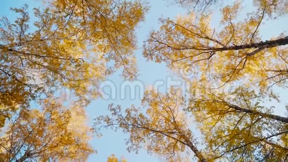 秋林的树梢在阳光明媚的日子里仰望高高的黄红色的树视频的预览图