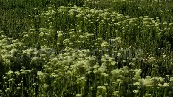 法国南部田野里的野花视频的预览图