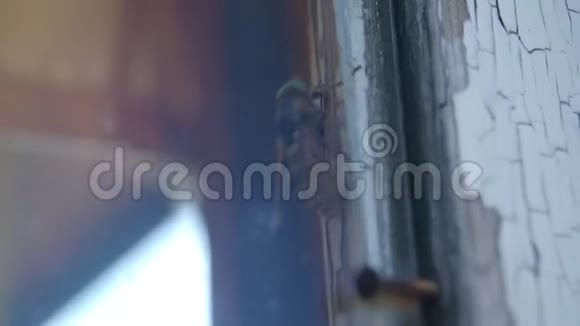 苍蝇爬在窗户上视频的预览图