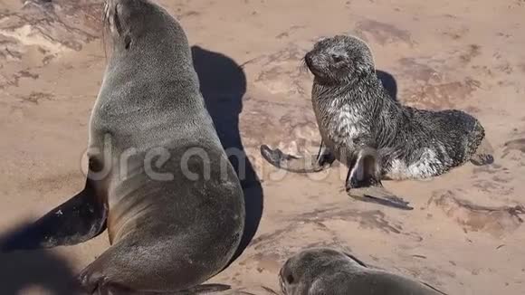 非洲纳米比亚克罗斯角巨大的棕色毛皮海豹菌落视频的预览图