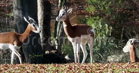 瞪羚是瞪羚的一种视频的预览图