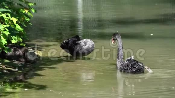 黑天鹅德国自然公园中的天鹅视频的预览图