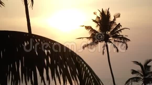 日落时海背景上棕榈树的黑暗轮廓视频的预览图