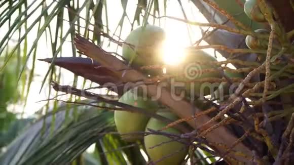 热带棕榈树在阳光的背景上有绿色的椰子热带背景椰子树视频的预览图