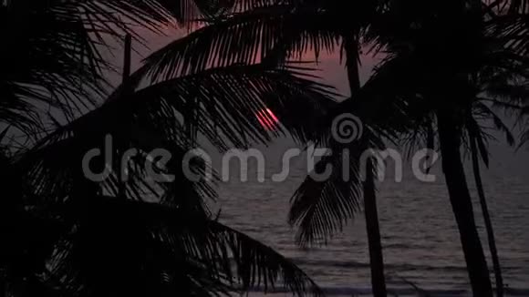 傍晚日落过海红日几乎要触到大海棕榈叶的黑色轮廓视频的预览图