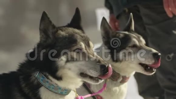 为雪橇狗比赛在起跑线上特写两只哈士奇视频的预览图