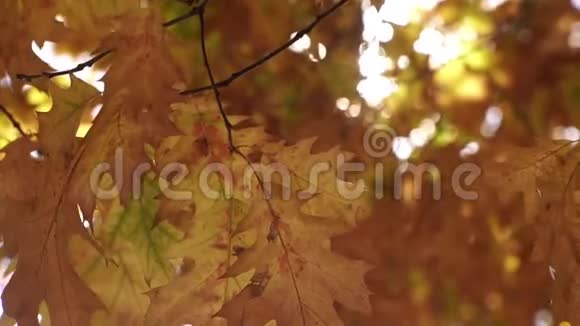 树枝上的黄色叶子落叶美丽的秋天背景视频的预览图