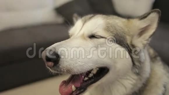 阿拉斯加的马拉穆特狗坐在客厅的家里视频的预览图