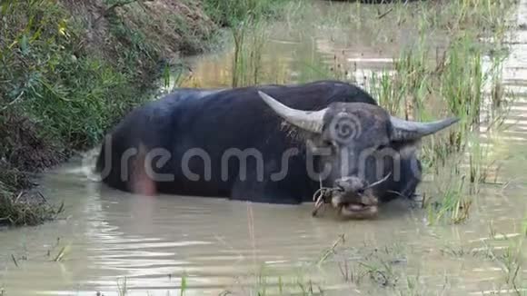 柬埔寨亚洲暹粒附近湄公河水域的野生水牛视频的预览图