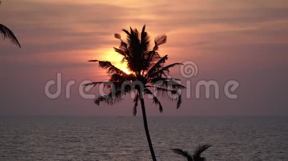 傍晚日落过海太阳背景上棕榈树的剪影美丽的海洋背景和红色的天空视频的预览图