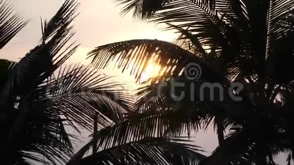 夕阳的背景上有深色的棕榈叶视频的预览图