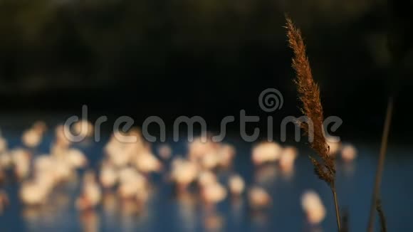 大火烈鸟蔷薇翅目法国卡马尔盖德堡视频的预览图
