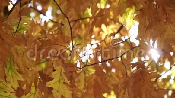 树木上的黄色树叶和阳光美丽的秋天背景视频的预览图