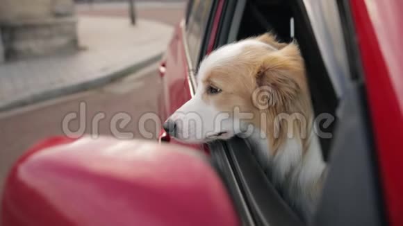 悲伤的狗看着车窗外等着狗正在车里休息望着窗外视频的预览图