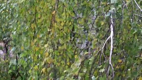 桦树枝在风中移动的背景视频的预览图