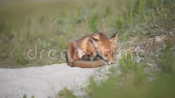 一只小红狐狸兽在洞穴附近栖息视频的预览图
