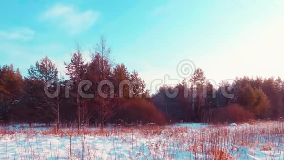 夕阳西下冬雪多彩林全景拍摄视频的预览图