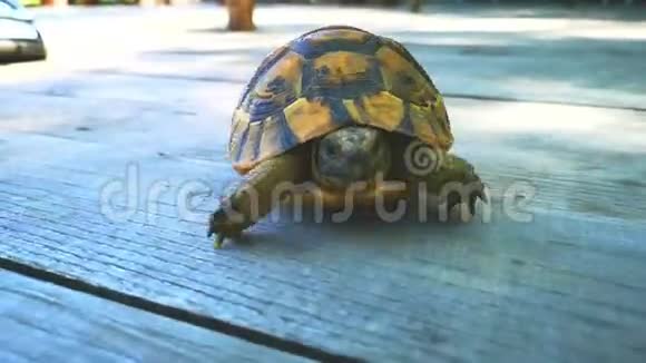 春天草地上的海龟看着相机视频的预览图