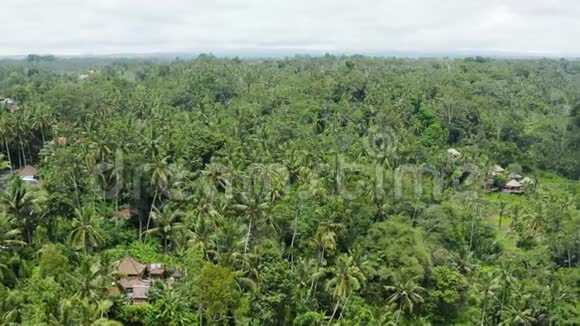 从无人驾驶飞机的惊人的巴厘岛丛林雨林景观一些房子在棕榈树下巴厘岛中部在印度尼西亚视频的预览图
