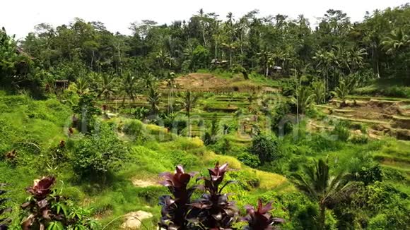 在印度尼西亚用收获的稻田在水稻梯田上攀爬丛林背景的棕榈树热带野生森林视频的预览图