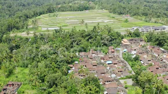 从神奇的巴厘岛米湿稻田的无人机空中拍摄绿色水稻棕榈树丛林雨林景观房屋中心视频的预览图