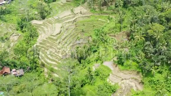印度尼西亚Ubud2020年1月08日在印度尼西亚热带山谷的水稻梯田和收获稻田上空的空中录像视频的预览图