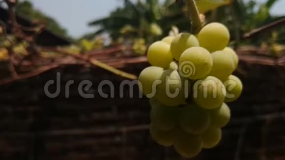 葡萄藤上的一串葡萄视频的预览图