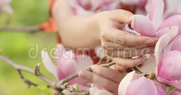 特写视频女子的手温柔地抚摸着一朵盛开的树枝上的粉红色花朵春季开花视频的预览图