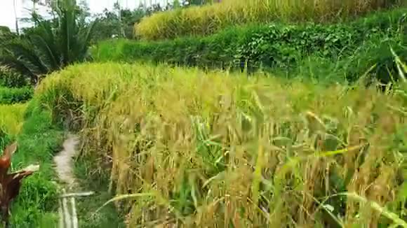 关闭摄像机的视频沿黄色成熟水稻生长在梯田雨季冬天在巴厘岛乌布德淡季视频的预览图