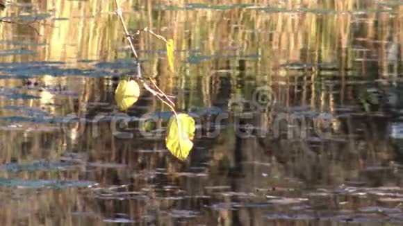 去年秋天的树叶和瓦拉纳公园的湖景视频的预览图