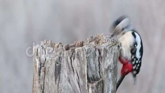 树桩上的主要啄木鸟吃种子视频的预览图