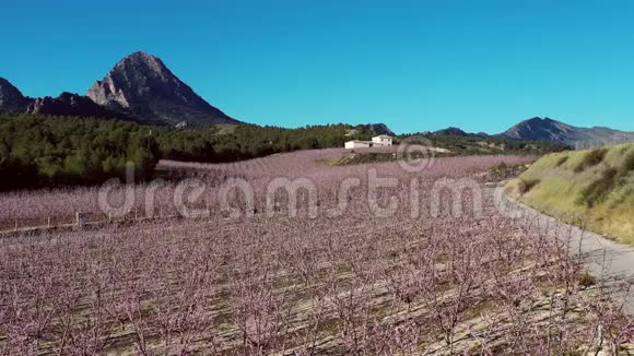 西班牙穆尔西亚地区CiezaLaTorre桃花视频的预览图