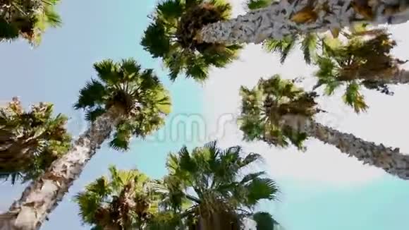 低角度的角度看一个人仰望蓝天高大的棕榈树旋转着自己阳光视频的预览图