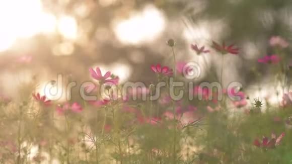 随风而逝的花朵温暖的光线和模糊的背景视频的预览图
