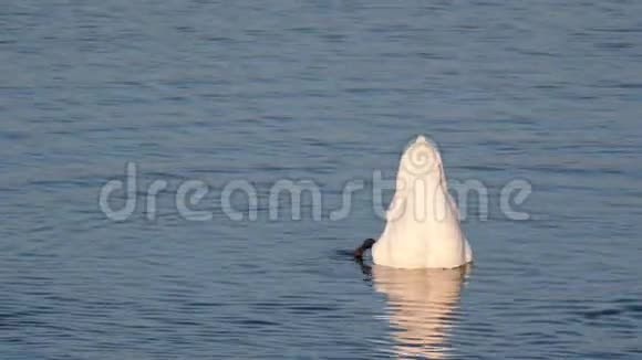 天鹅在湖上潜水寻找食物视频的预览图