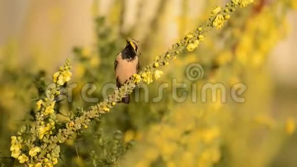 玫瑰色的星斗玫瑰花坐在美丽的黄色花朵上喙上有一只蚱蜢视频的预览图